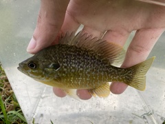 Lepomis macrochirus × cyanellus