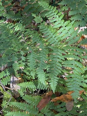 Dryopteris arguta