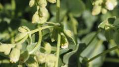 Mirabilis laevis retrorsa