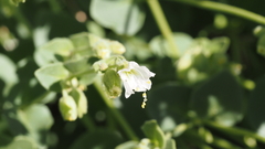 Mirabilis laevis retrorsa