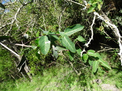 Dolichandra cynanchoides