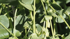 Mirabilis laevis retrorsa