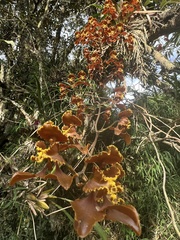 Cyrtochilum