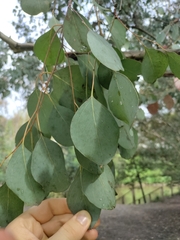 Eucalyptus polyanthemos