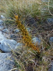 Aciphylla crenulata