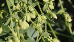 Mirabilis laevis retrorsa