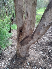 Eucalyptus polyanthemos