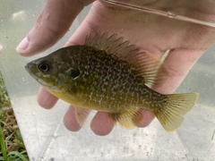 Lepomis macrochirus × cyanellus