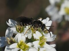 Lasioglossum marginatum