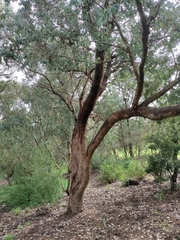 Eucalyptus polyanthemos