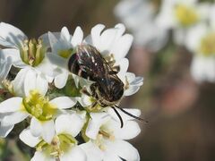 Lasioglossum marginatum