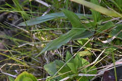 Plantago macrocarpa