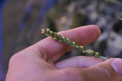 Plantago macrocarpa