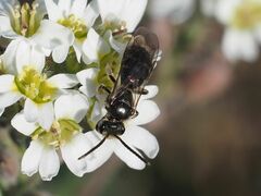 Lasioglossum marginatum