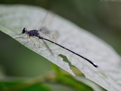 Philogenia carrillica