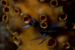 Roboastra gracilis