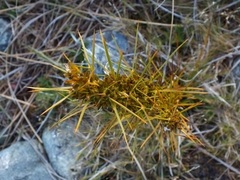 Aciphylla crenulata
