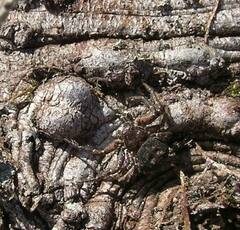 Bassaniana utahensis