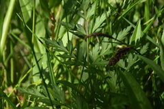 Conioselinum gmelinii