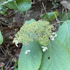 Hydrangea cinerea