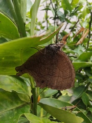 Pindis squamistriga