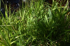 Conioselinum gmelinii