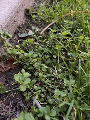 Stellaria media