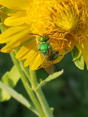 Augochloropsis metallica
