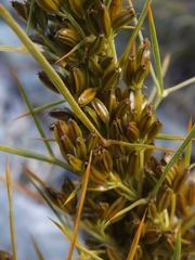 Aciphylla crenulata