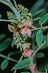 Indigofera suffruticosa