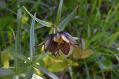 Fritillaria camschatcensis