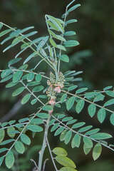 Indigofera suffruticosa