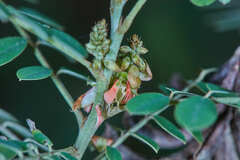 Indigofera suffruticosa