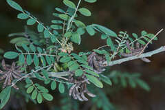 Indigofera suffruticosa