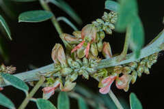 Indigofera suffruticosa