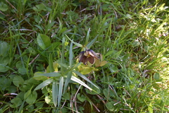 Fritillaria camschatcensis