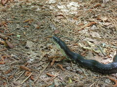Pantherophis alleghaniensis