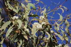 Eucalyptus tetrodonta