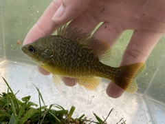 Lepomis macrochirus × cyanellus