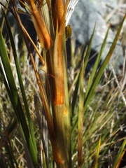 Aciphylla crenulata
