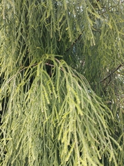 Dacrydium cupressinum