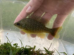 Lepomis macrochirus × cyanellus