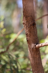 Eucalyptus tetrodonta