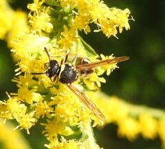 Eumenes crucifera