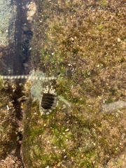 Sypharochiton pelliserpentis
