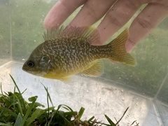 Lepomis macrochirus × cyanellus