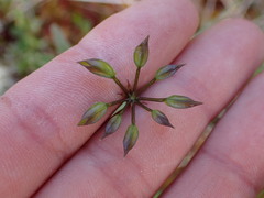 Coptis aspleniifolia