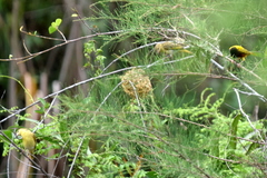 Ploceus jacksoni
