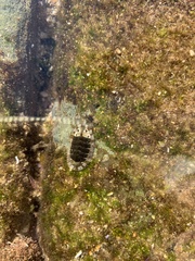 Sypharochiton pelliserpentis