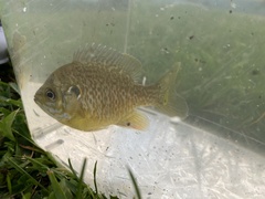 Lepomis macrochirus × cyanellus